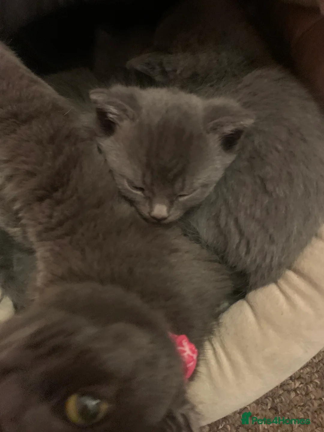 Mixed Breed cats for sale: Beautiful blue boy for sale  - Advert 6