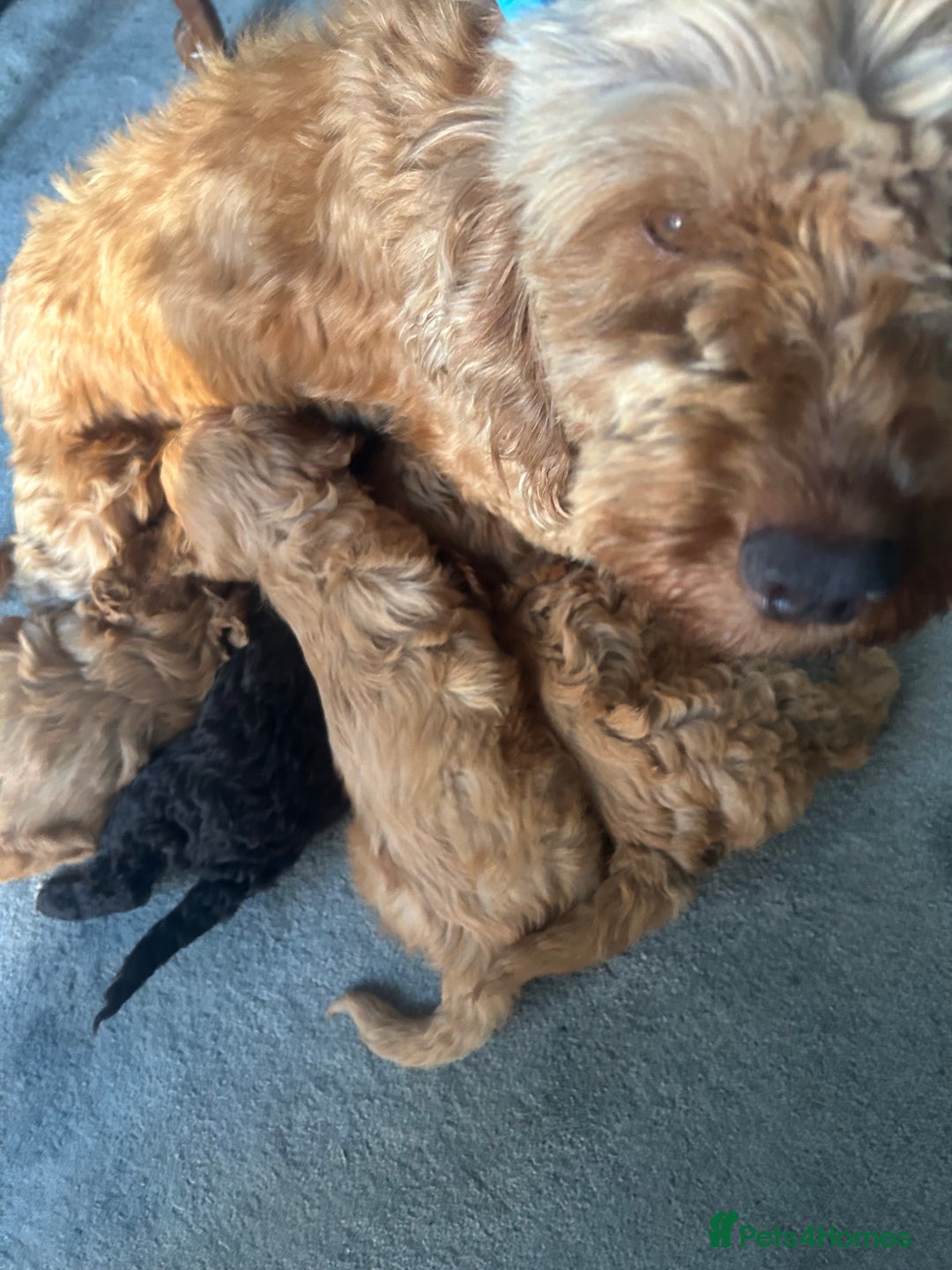 Cockapoo dogs for sale: All female fluffy Cockapoo puppies - Advert 24