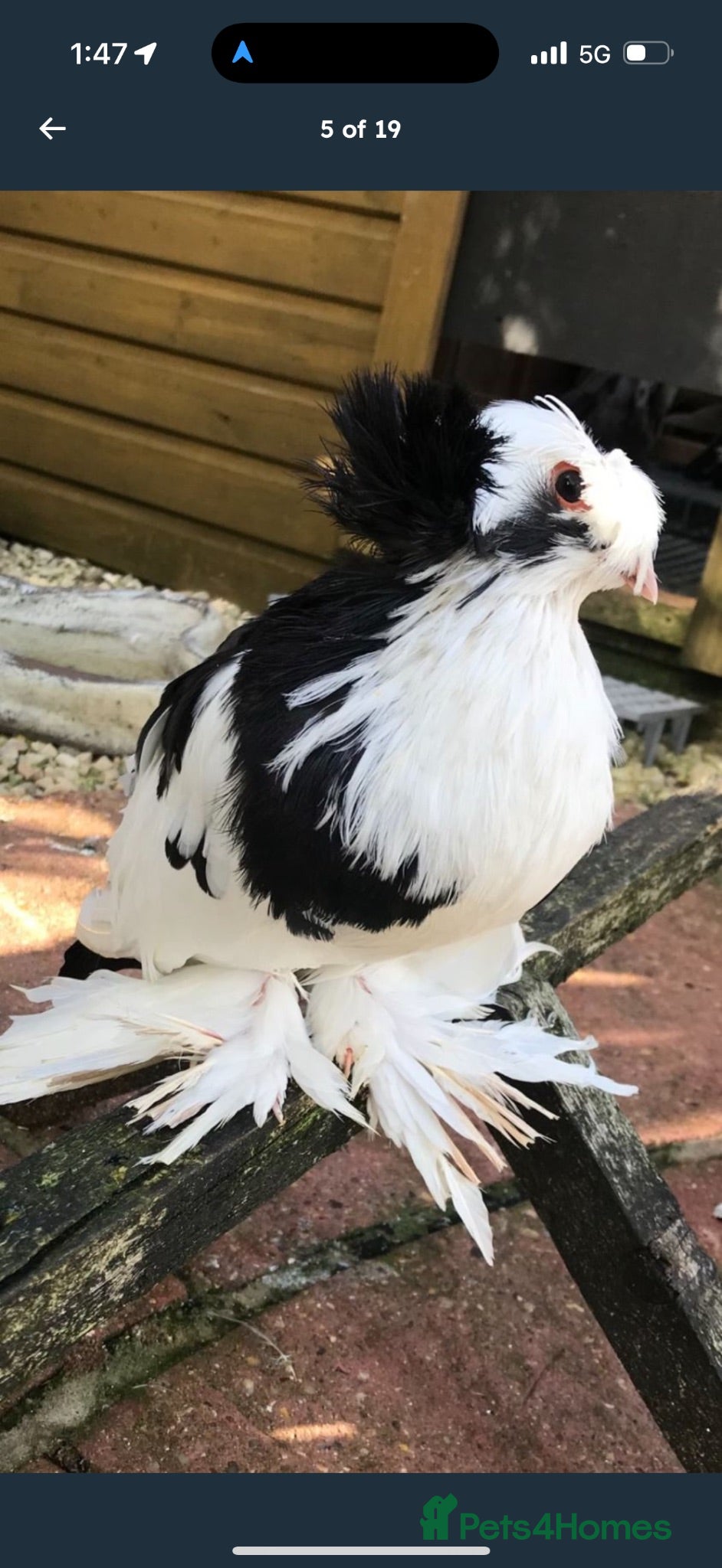 Pigeons birds Premium Breeding Pigeons Top Quality Pairs Availab - Advert 2