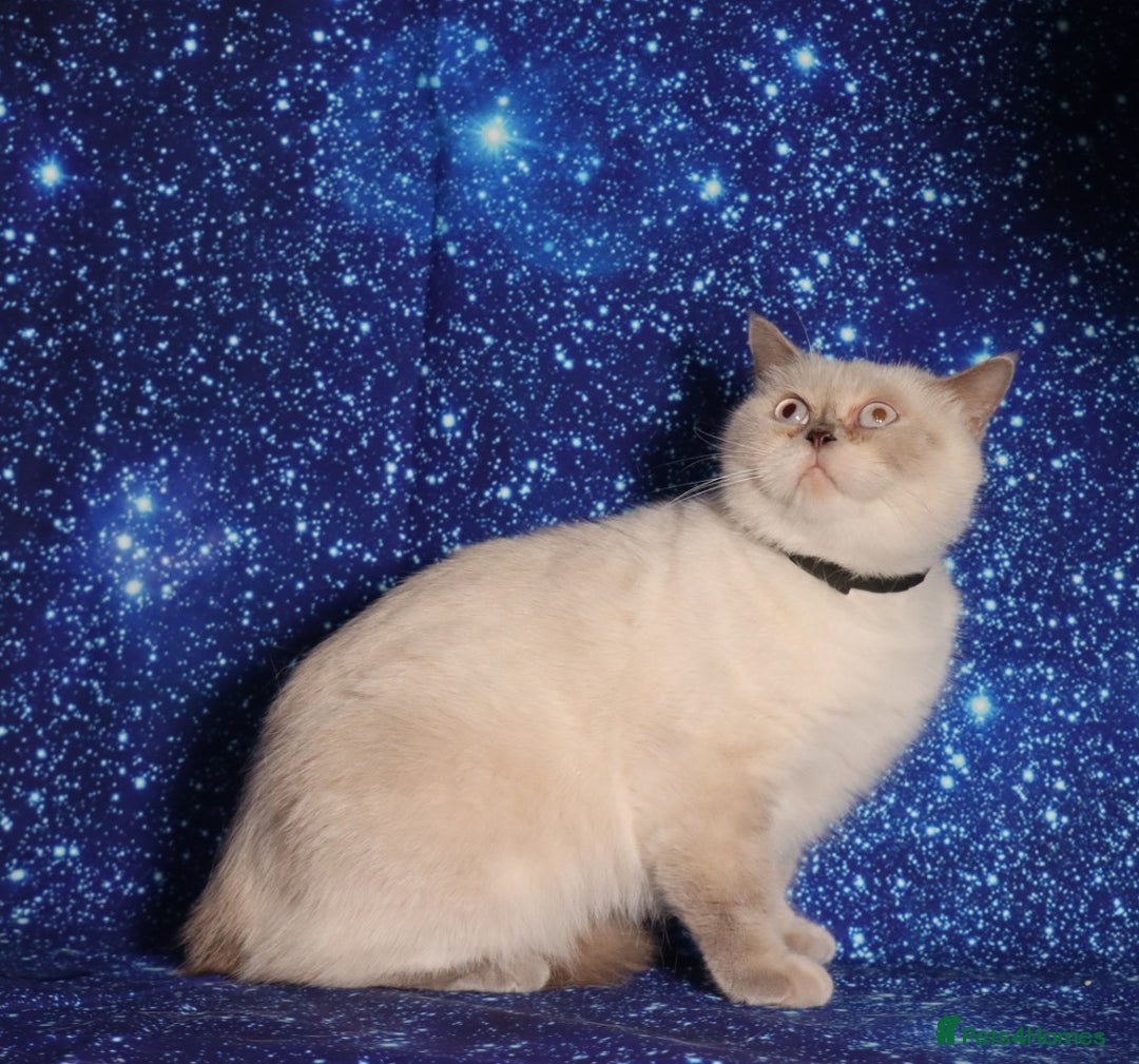 British Shorthair cats for sale: Retired Tica registered British shorthair females  - Image 4