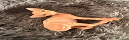 Sphynx cats for sale: Canadian Sphynx kittens - Advert 8