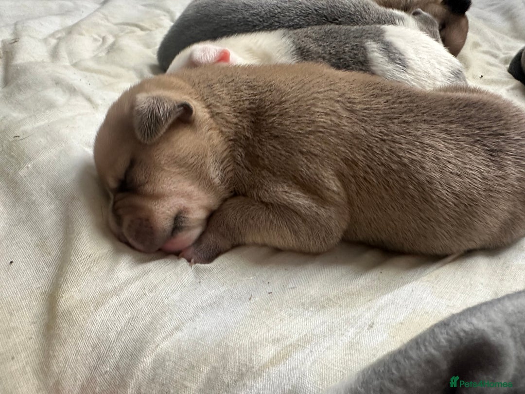 Mixed Breed dogs for sale: American bull staff puppies  - Image 5