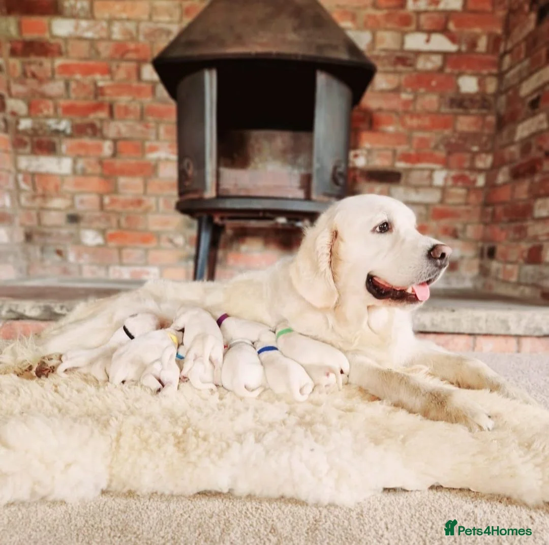 Golden Retriever dogs for sale: Newmiller Retrievers Autumn Litter Announcement - Advert 2