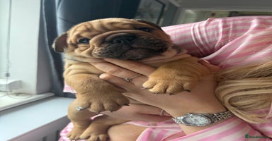 English Bulldog dogs - Advert 5
