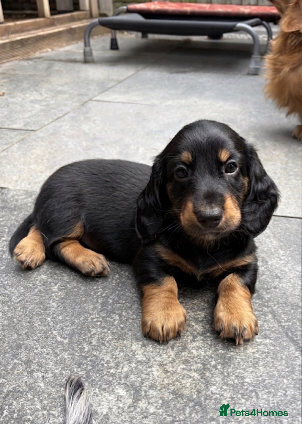 Dachshund dogs kC Reg, Standard Long Haired Dachshunds  - Advert 2