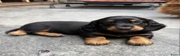 Dachshund dogs for sale: kC Reg, Standard Long Haired Dachshunds  - Advert 7