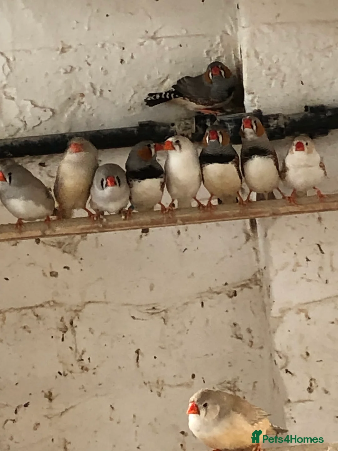 Finches birds for sale: Zebra finches  - Advert 2