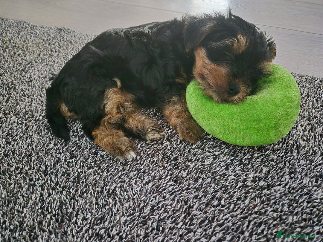 Yorkshire Terrier dogs for sale: Adorable Yorkie Puppies Ready for Loving Homes - Image 4