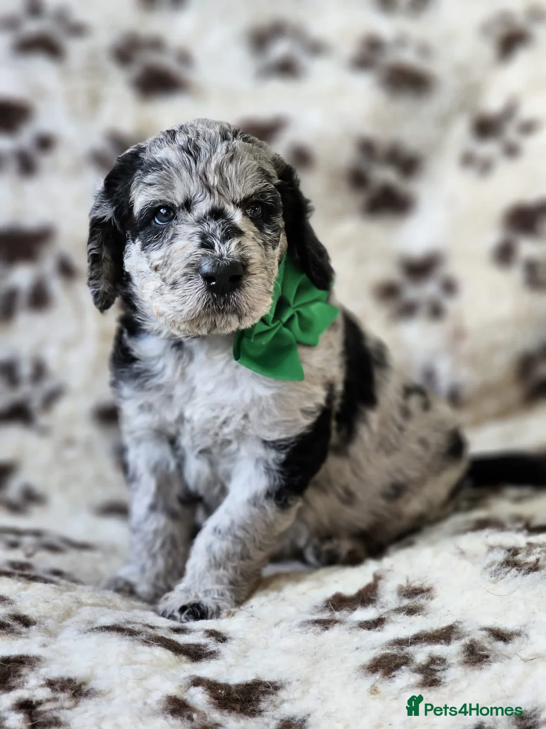 Labradoodle dogs for stud: Gorgeous blue Merle labradoodle stud in Swadlincote - Advert 31