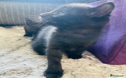 Russian Blue cats for sale: Russian blue mix  - Image 28