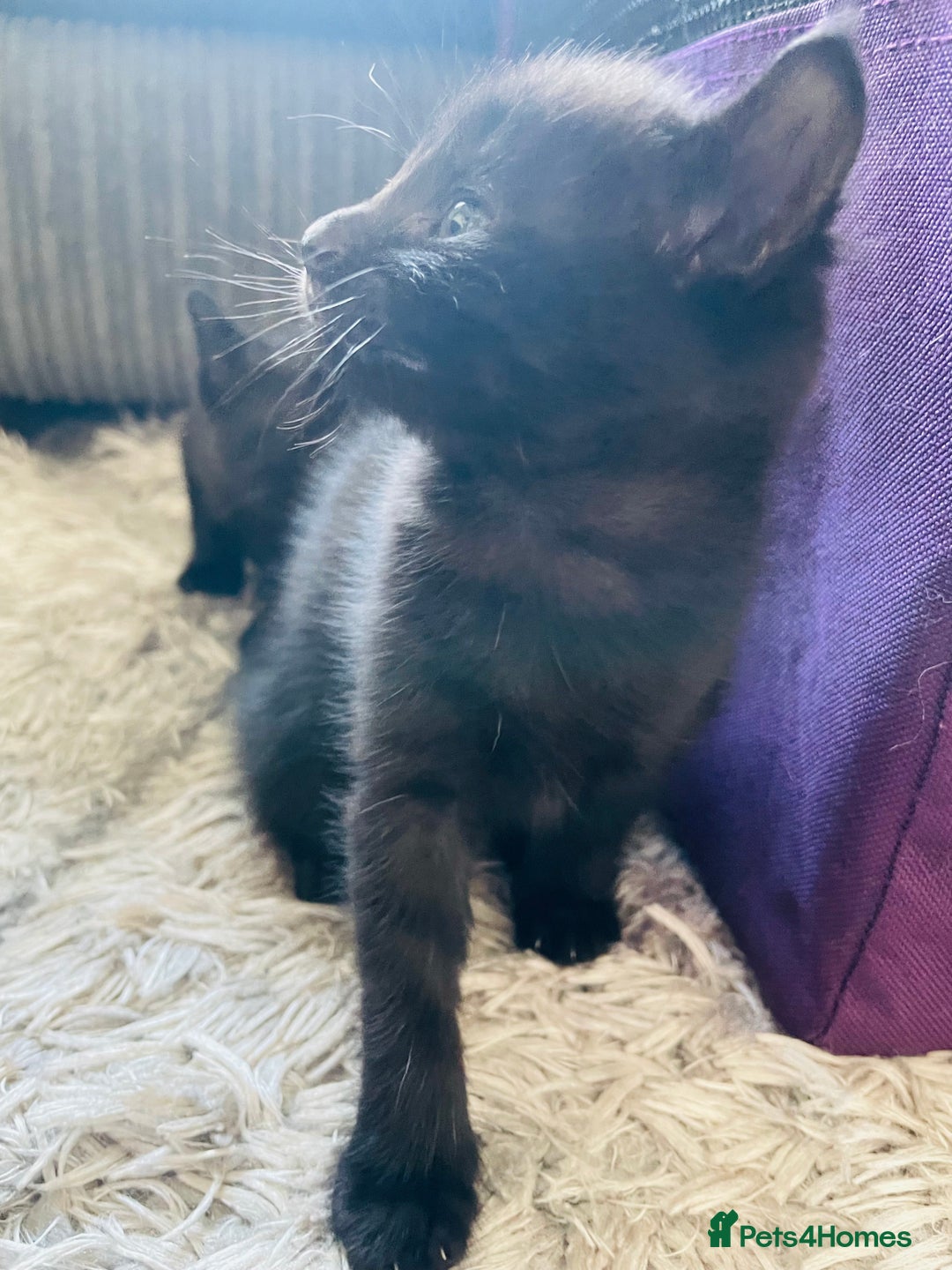 Russian Blue cats for sale: Russian blue mix  - Image 28
