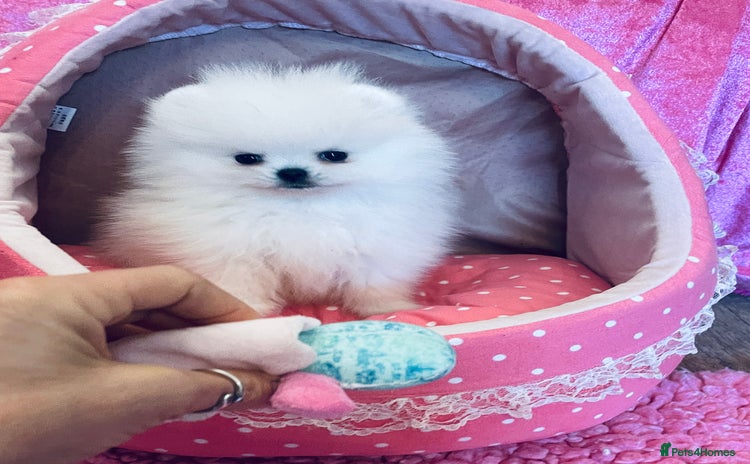 Pomeranian dogs - Advert 8