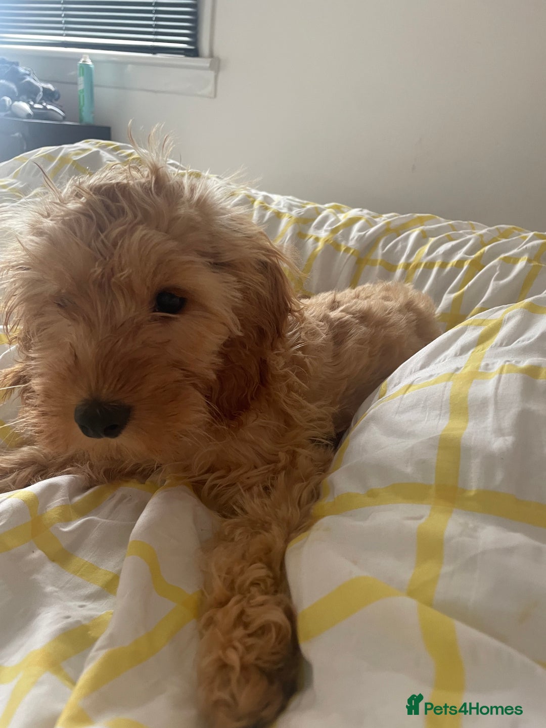 Cockapoo dogs for sale: Dog needs a forever home  - Image 3