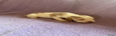 Cocker Spaniel 4