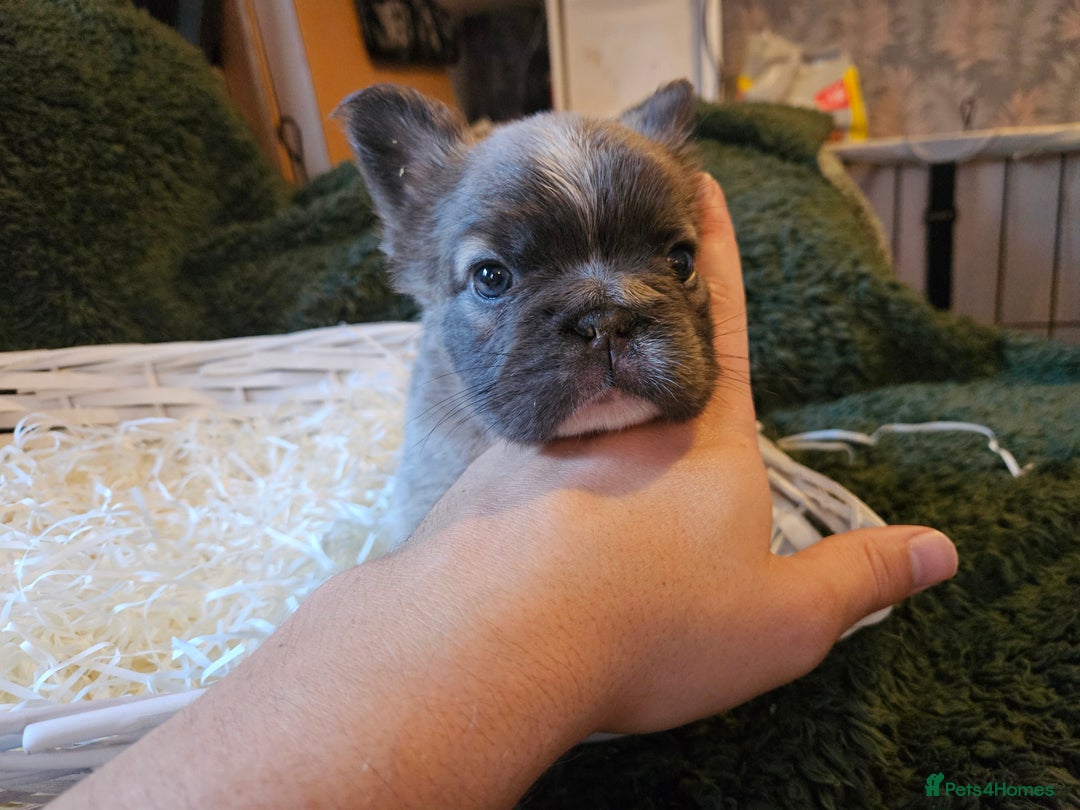 French Bulldog dogs for sale: KC French bulldogs READY FOR THEIR FOREVER HOME 💙 - Advert 15