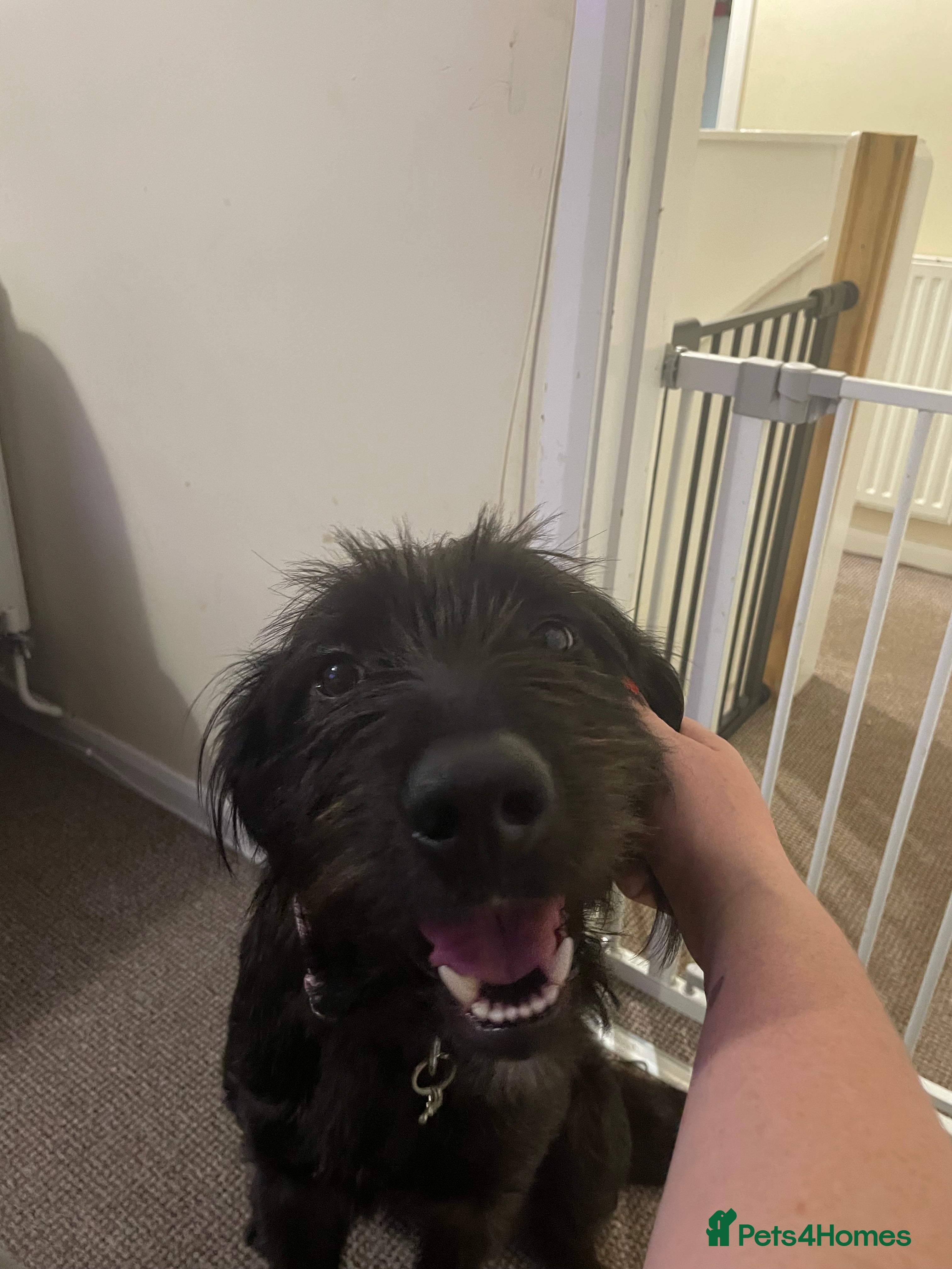 Mixed Breed dogs Queen for rehoming - Advert 1