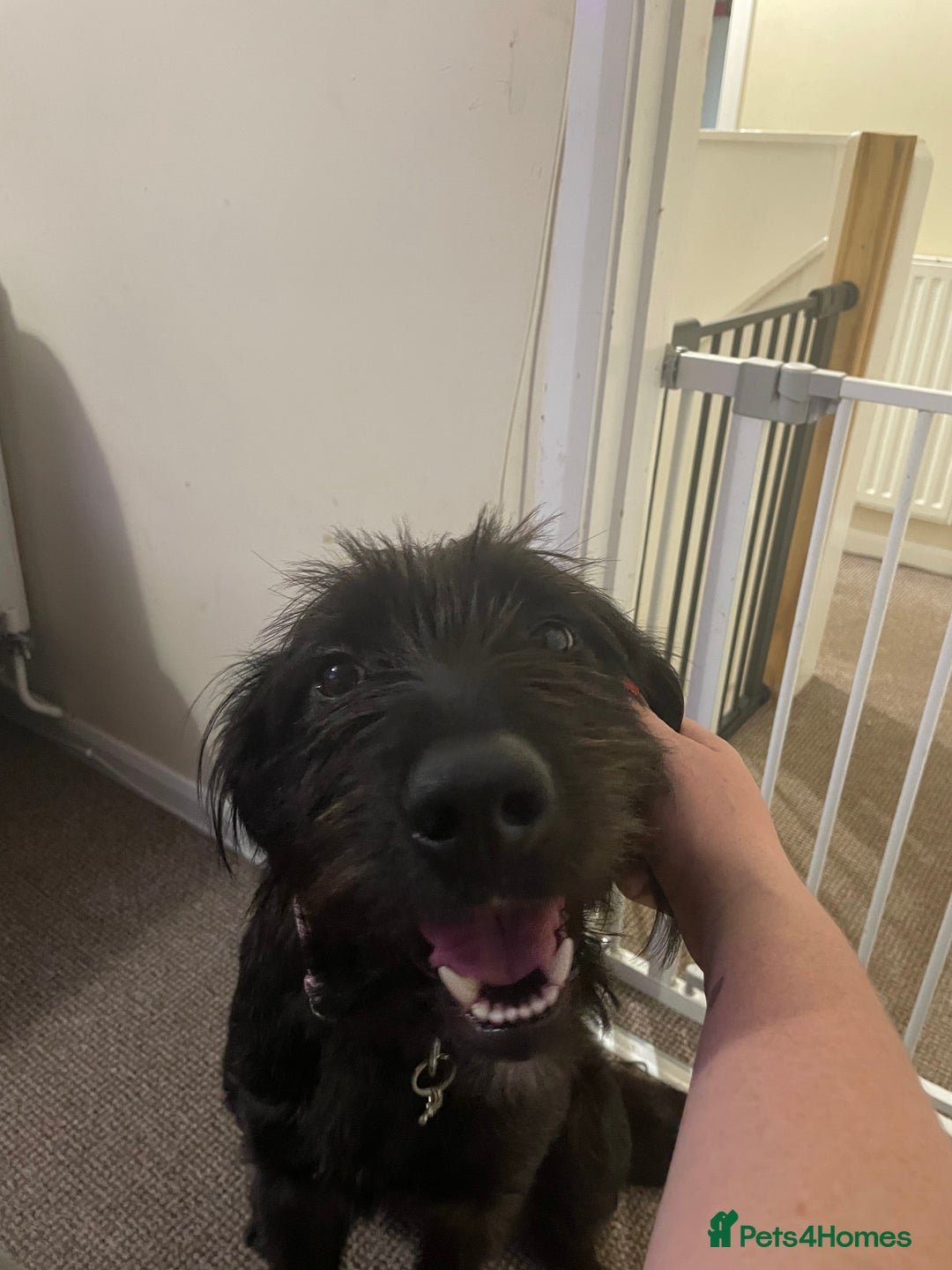 Mixed Breed dogs for sale: Queen for rehoming - Advert 1