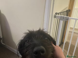 Mixed Breed dogs Queen for rehoming - Advert 1