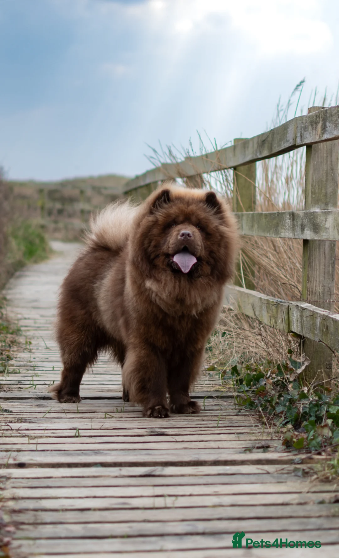 Chow Chow dogs for stud: Luca chocolate chow chow for stud  - Advert 5
