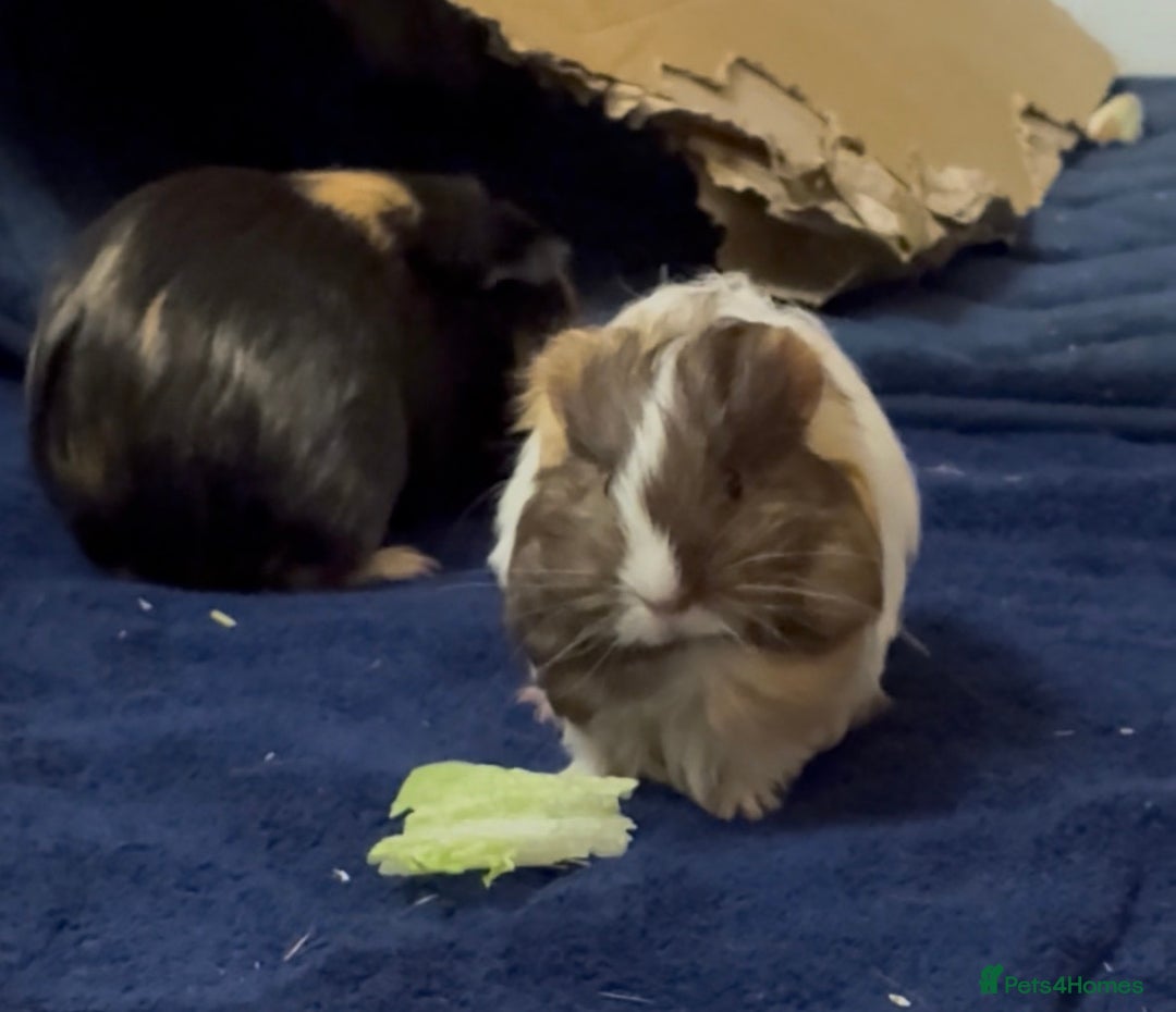 Guinea Pig rodents for sale: 2 Beautiful long haired girls  - Advert 18