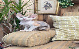 Devon Rex cats for sale: Beautiful GCCF registered girls  - Image 2