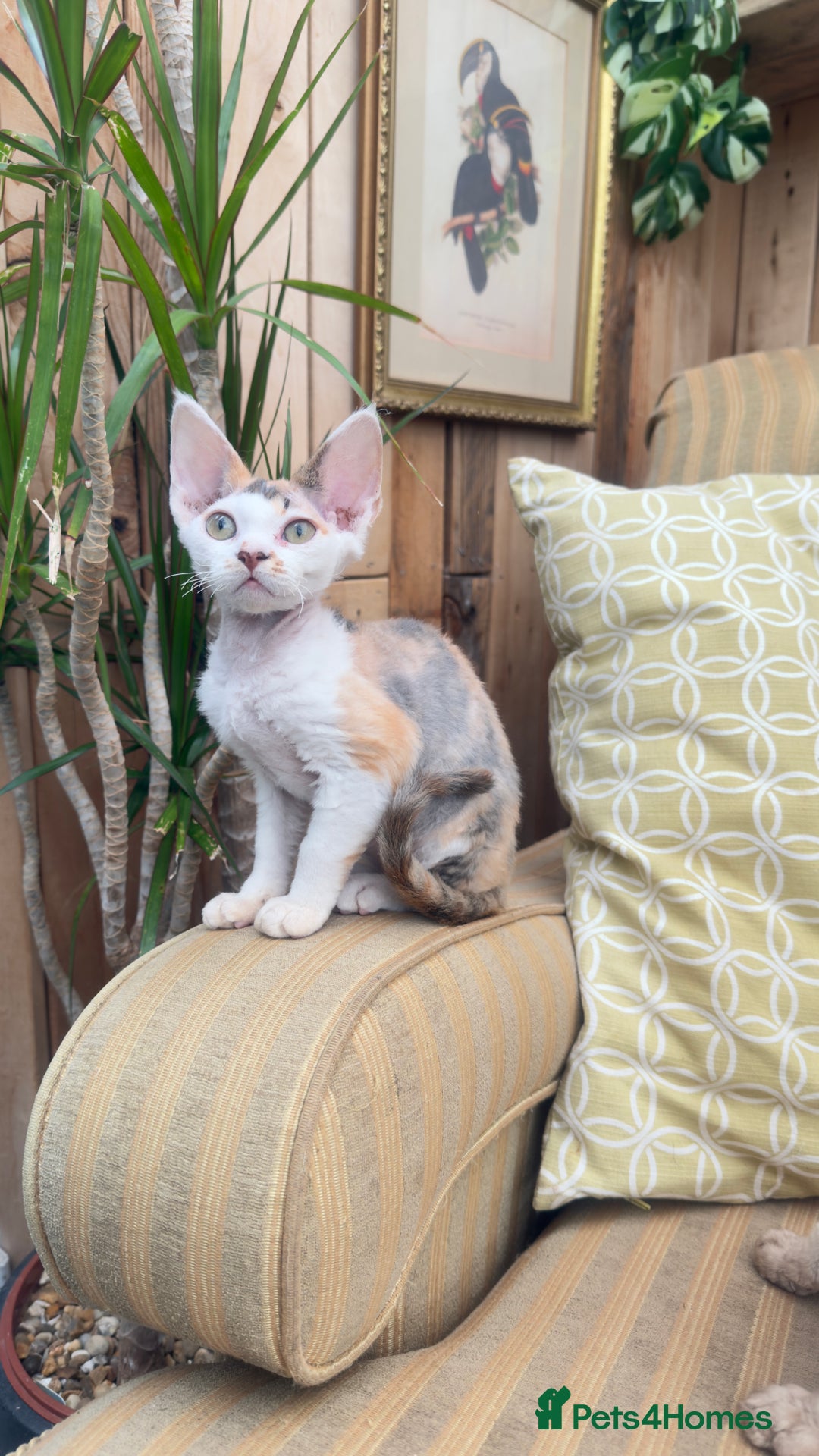 Devon Rex cats for sale: Beautiful GCCF registered girls  - Image 2