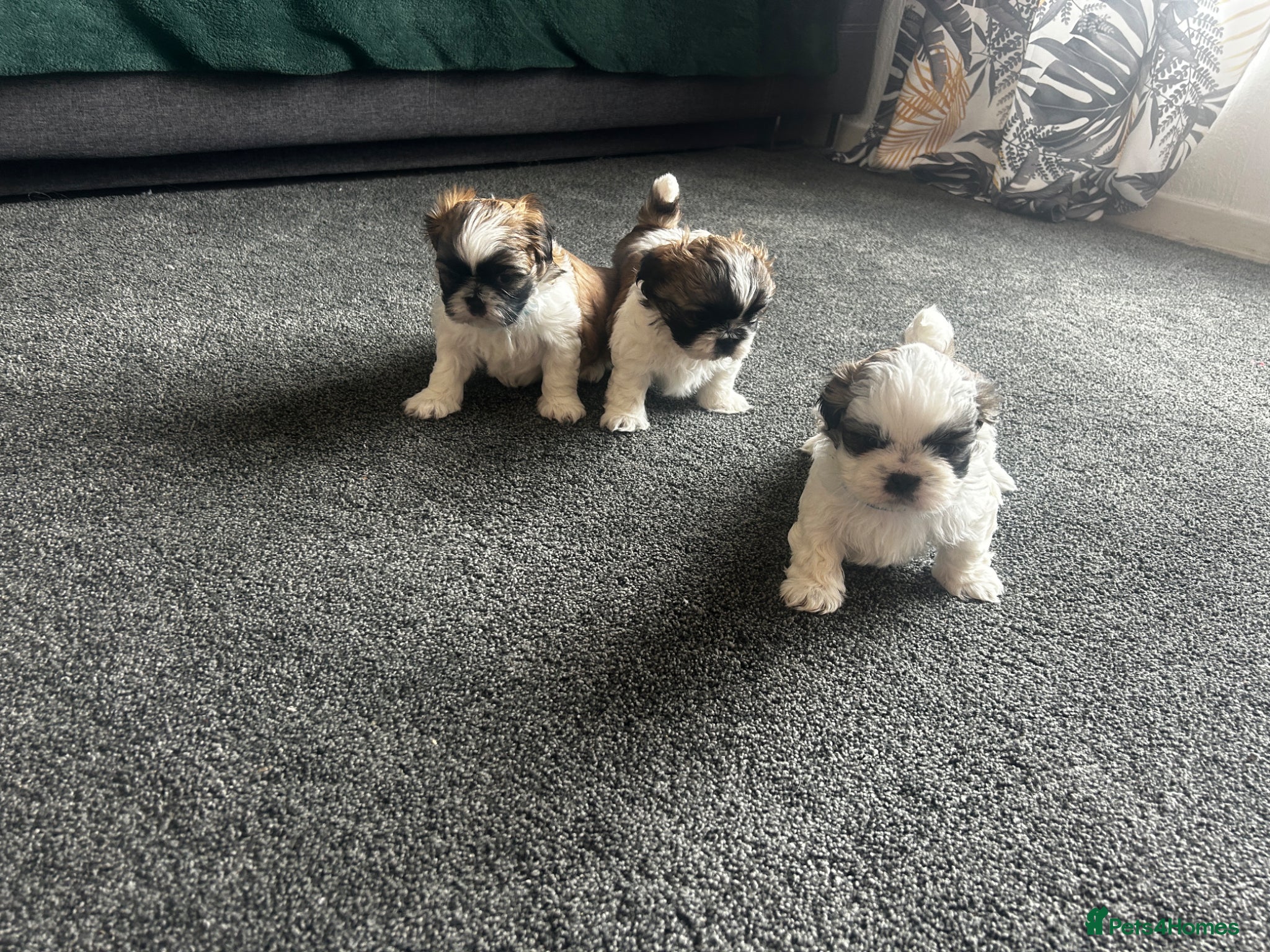 Shih Tzu dogs Shih Tzu  - Advert 3