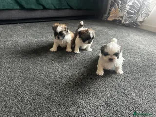 Shih Tzu dogs Shih Tzu - Advert 3