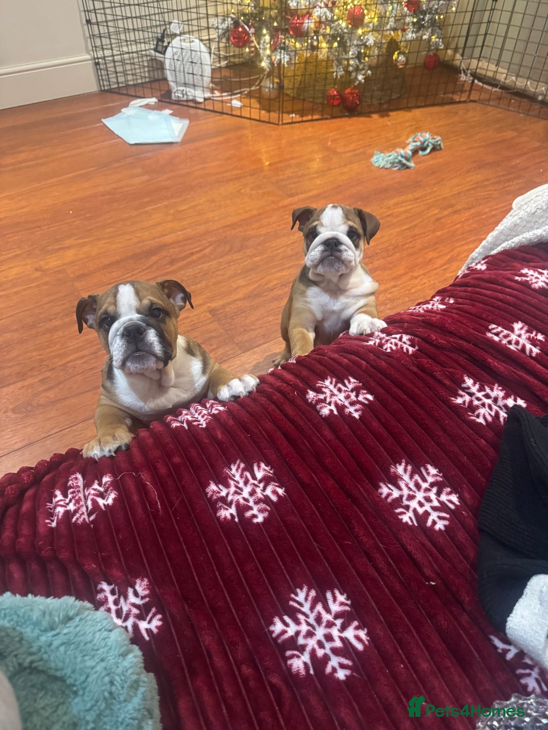 English Bulldog dogs for sale: English Bulldog Puppies🩵🩷 - Advert 9