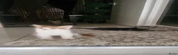Mixed Breed cats for sale: Kittens for Sale – Ready for Their Forever Homes  - Advert 5