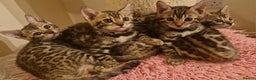 Bengal cats for sale: Beautiful kittens 🥰 - Advert 5
