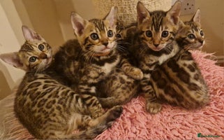Bengal cats Beautiful kittens 🥰 - Advert 3