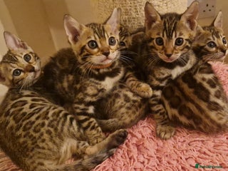 Bengal cats Beautiful kittens 🥰 - Advert 14