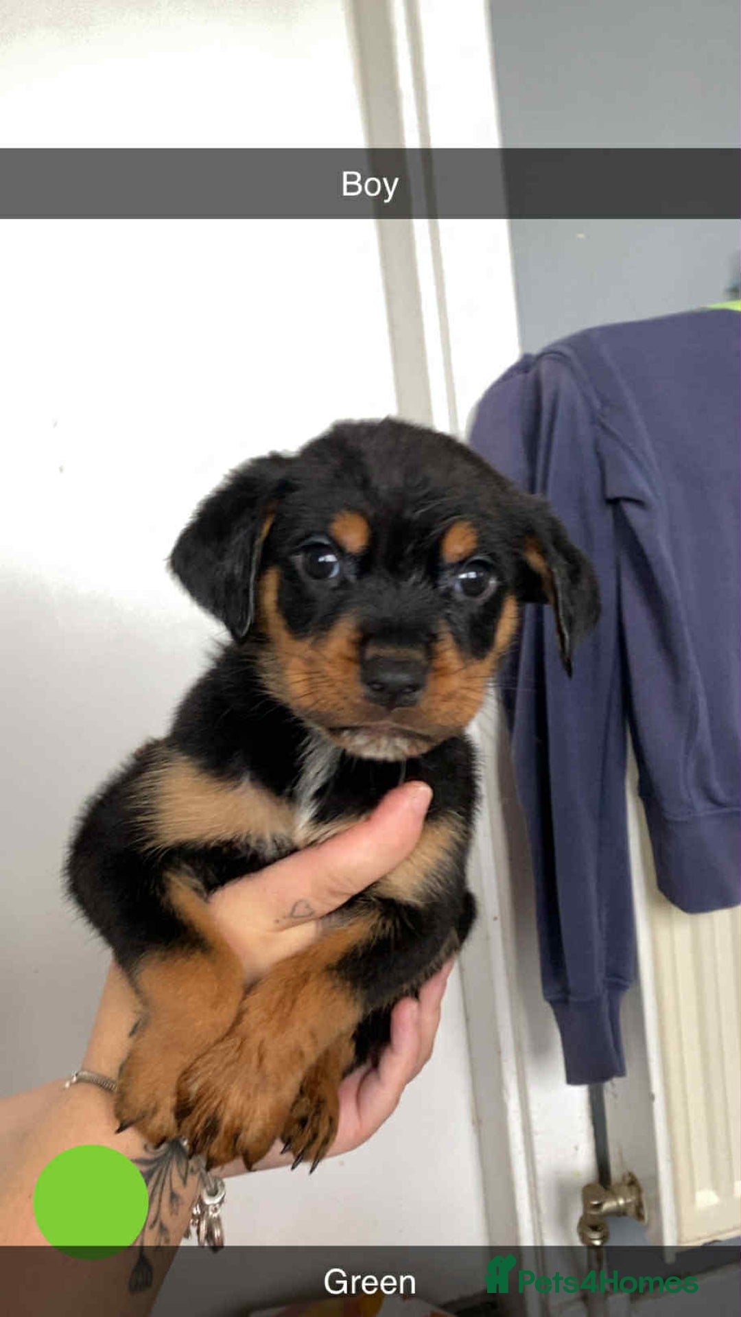 Rottweiler dogs for sale: 10 Rottweiler puppies - Image 8