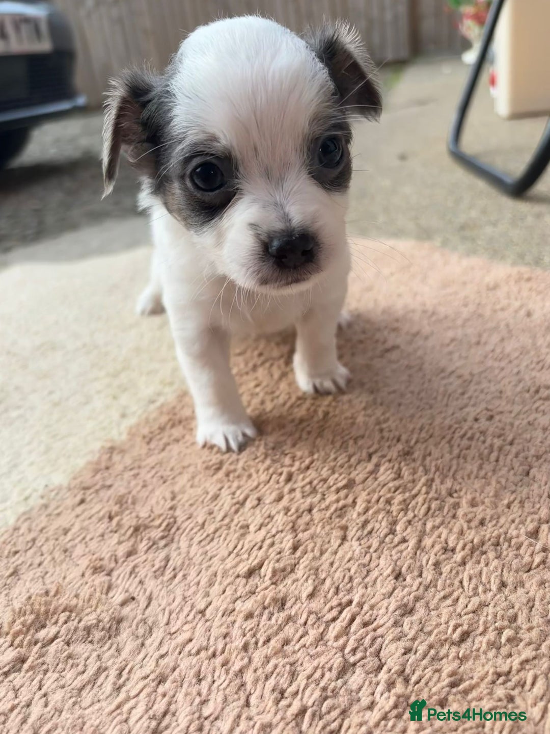 Chihuahua dogs for sale: Chihuahua Puppies - Image 5