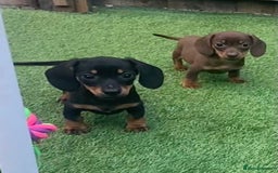 Miniature Dachshund dogs for sale: Kc reg min  Dachshund babies  - Image 9