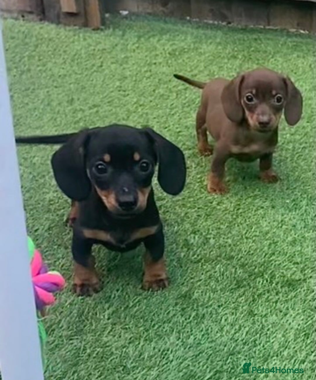 Miniature Dachshund dogs for sale: Kc reg min  Dachshund babies  - Image 9