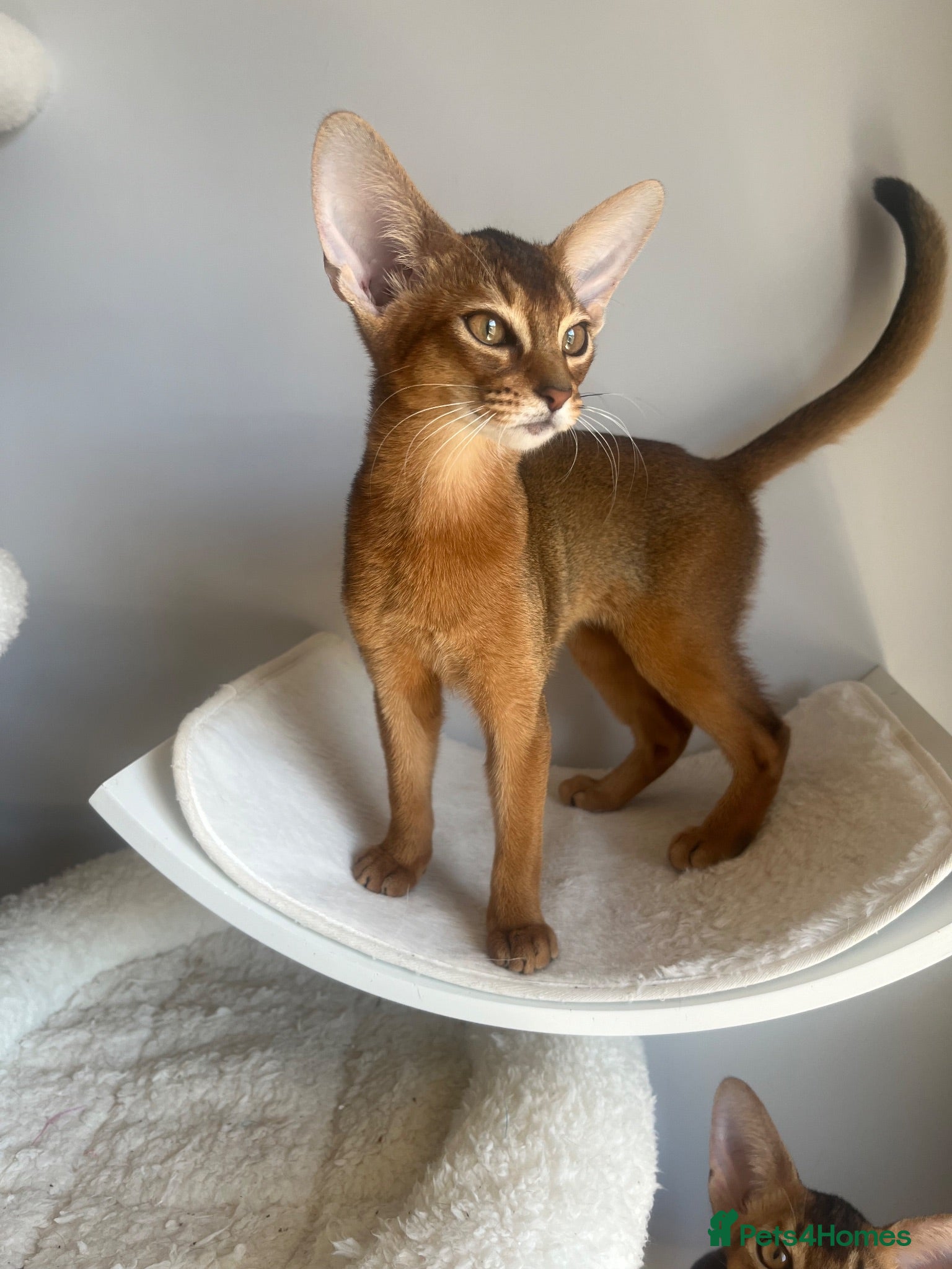 Abyssinian cats Adorable Abyssinian kittens - Advert 2