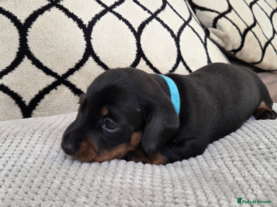 Miniature Dachshund dogs for sale: Beautiful Pedigree Miniature Dachshund Puppies - Image 18