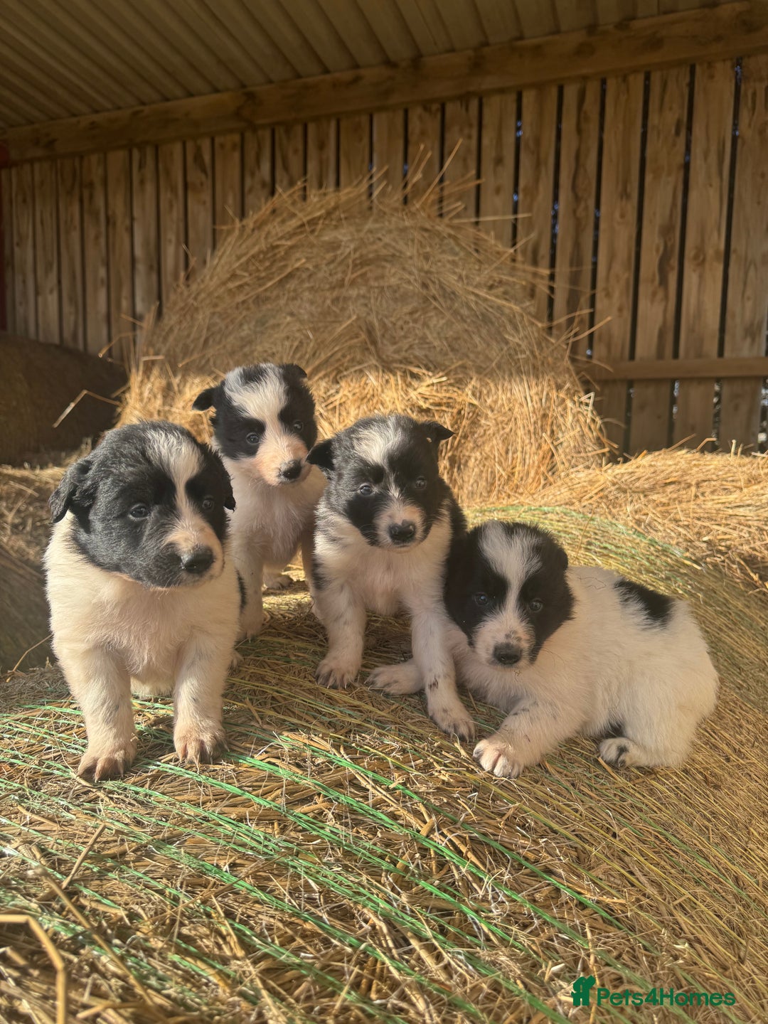 Border Collie dogs for sale: Very cute Border Collie Pups From Working Dogs - Advert 23