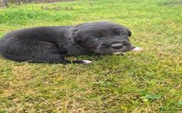Labrador Retriever dogs for sale: Borador puppies! - Image 9