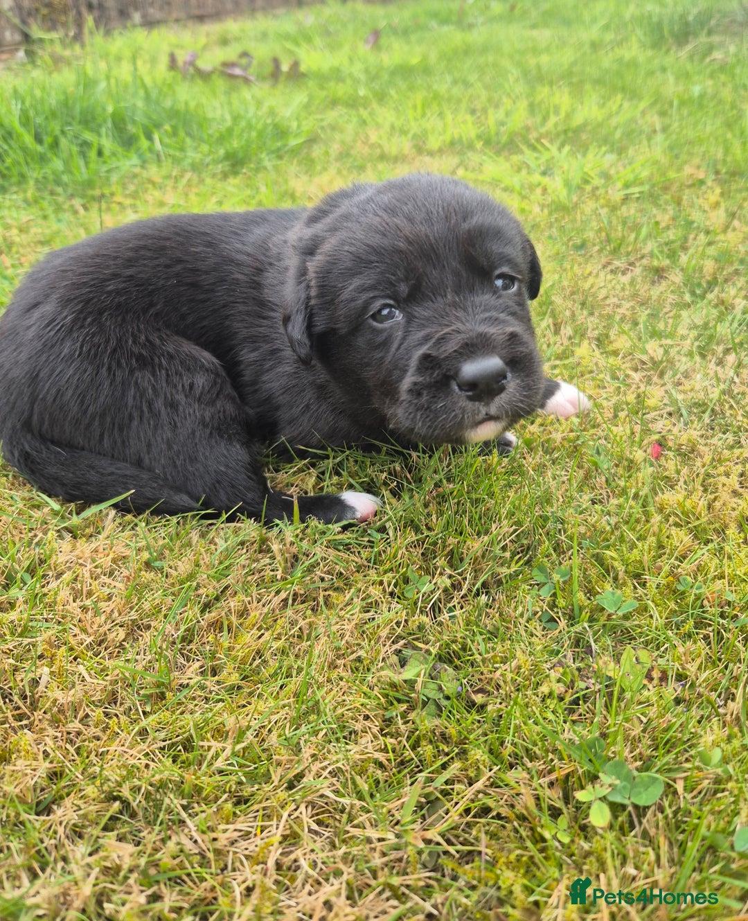 Labrador Retriever dogs for sale: Borador puppies! - Image 9