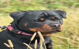 Rottweiler dogs for sale: World class KC male Puppy available  - Image 3