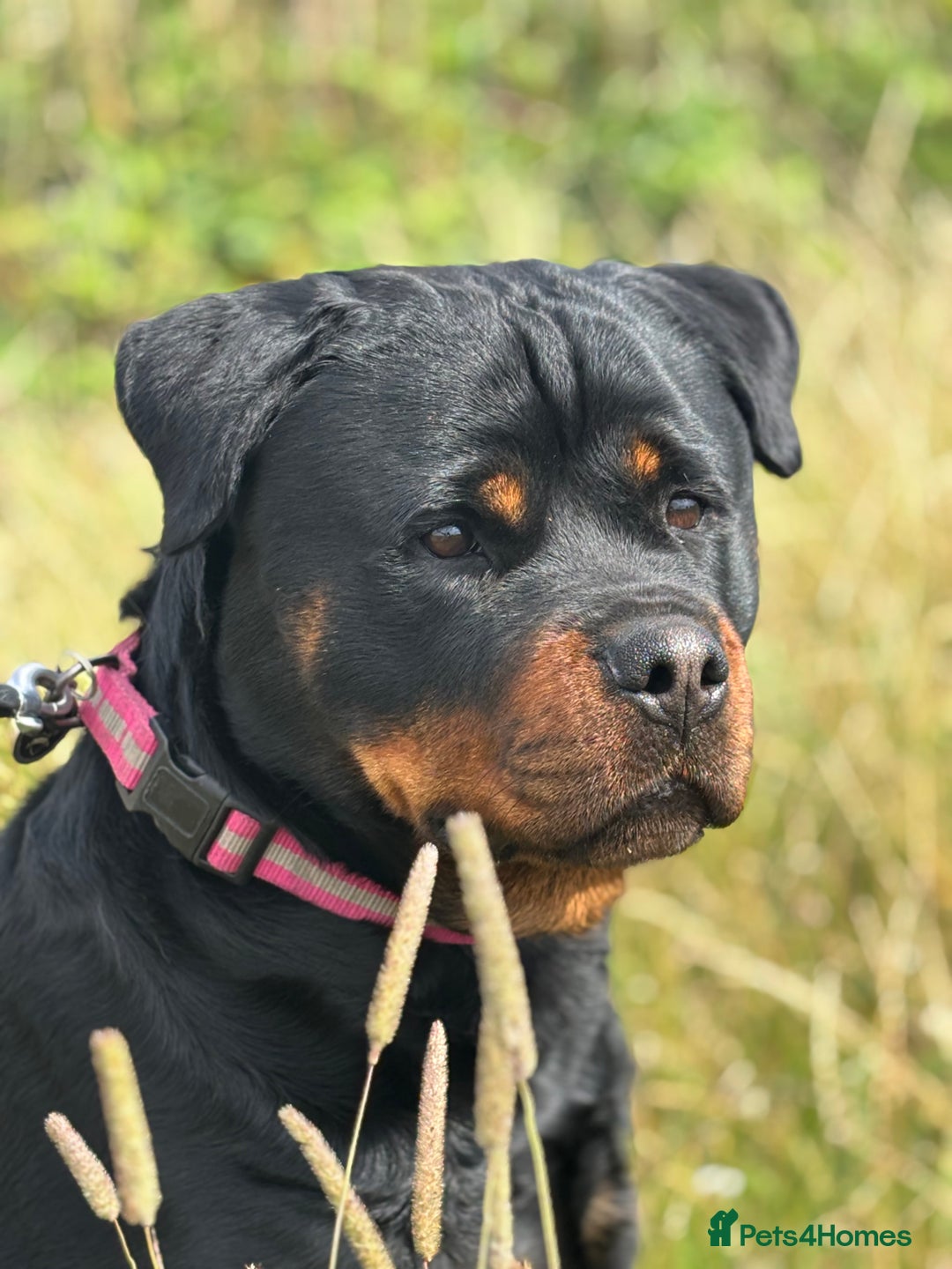Rottweiler dogs for sale: World class KC male Puppy available  - Image 3