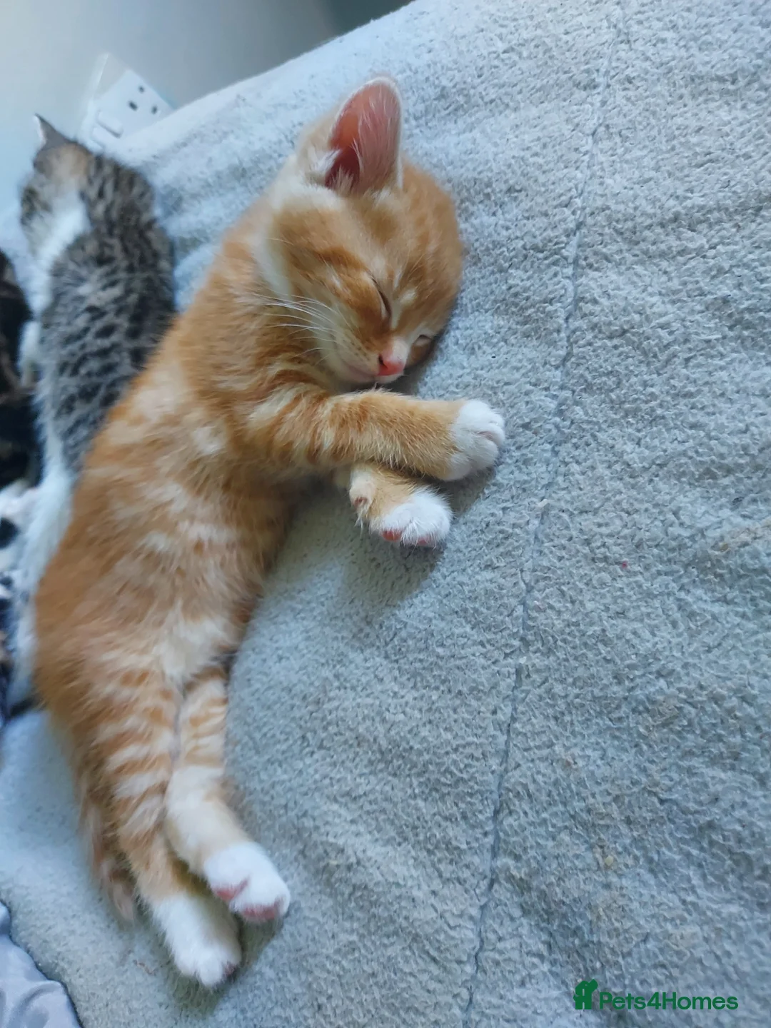 Mixed Breed cats for sale:  Beautiful fluffy playful kittens - Advert 20
