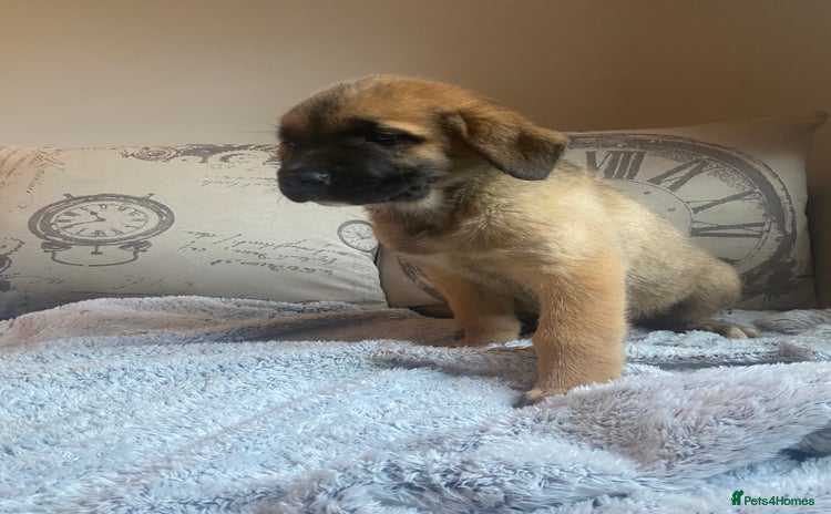 Mixed Breed dogs - Advert 3