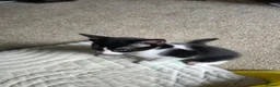 Mixed Breed cats for sale: 2 tuxedo male kittens in Taunton - Advert 7