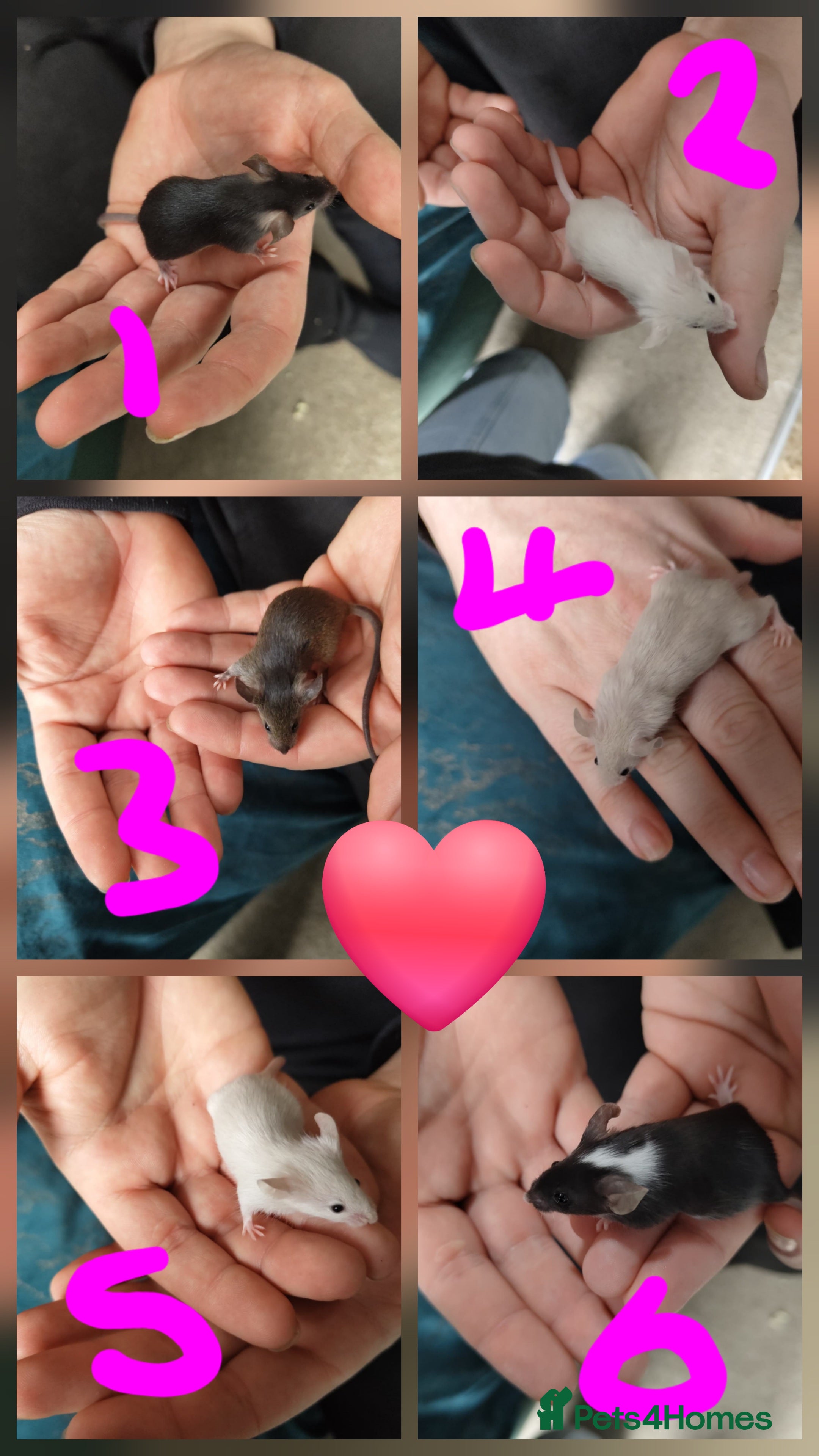 Mouse rodents Mice babies available - Advert 1