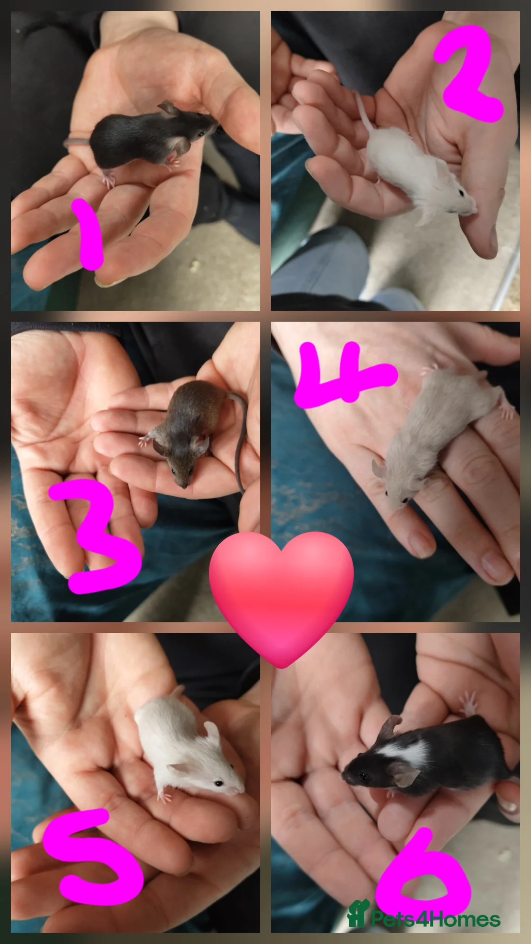 Mouse rodents for sale: Mice babies available - Advert 1