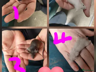 Mouse rodents Mice babies available - Advert 1